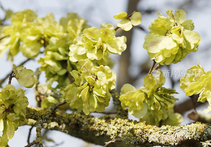 榆树(Ulmus glabra)果实